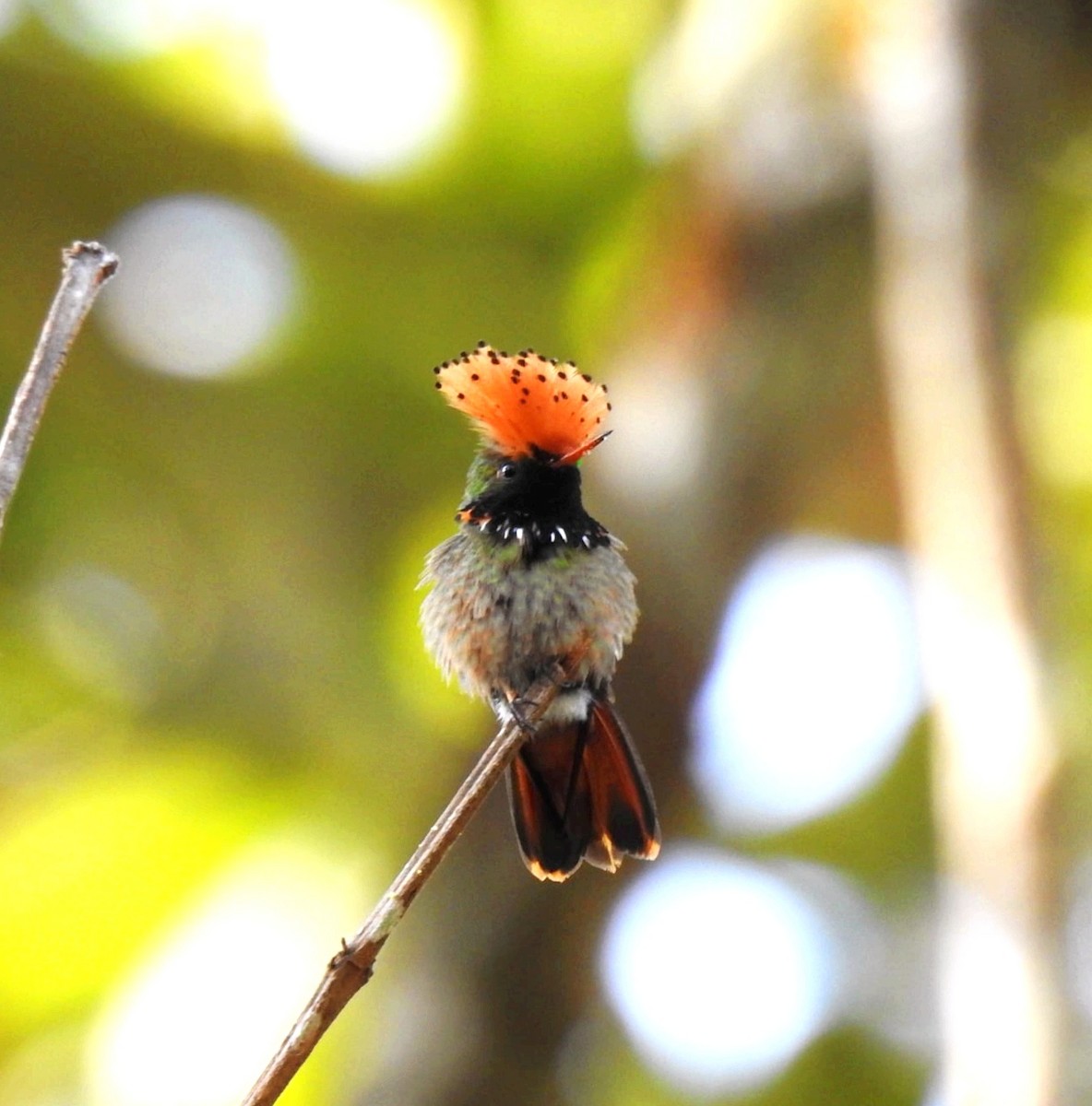 Spangled Coquette - ML647282011