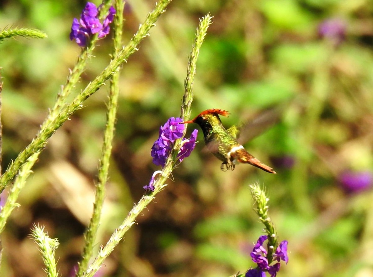 Spangled Coquette - ML647282016