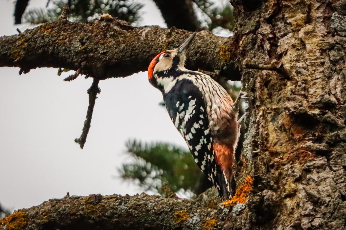 White-backed Woodpecker - ML647282020