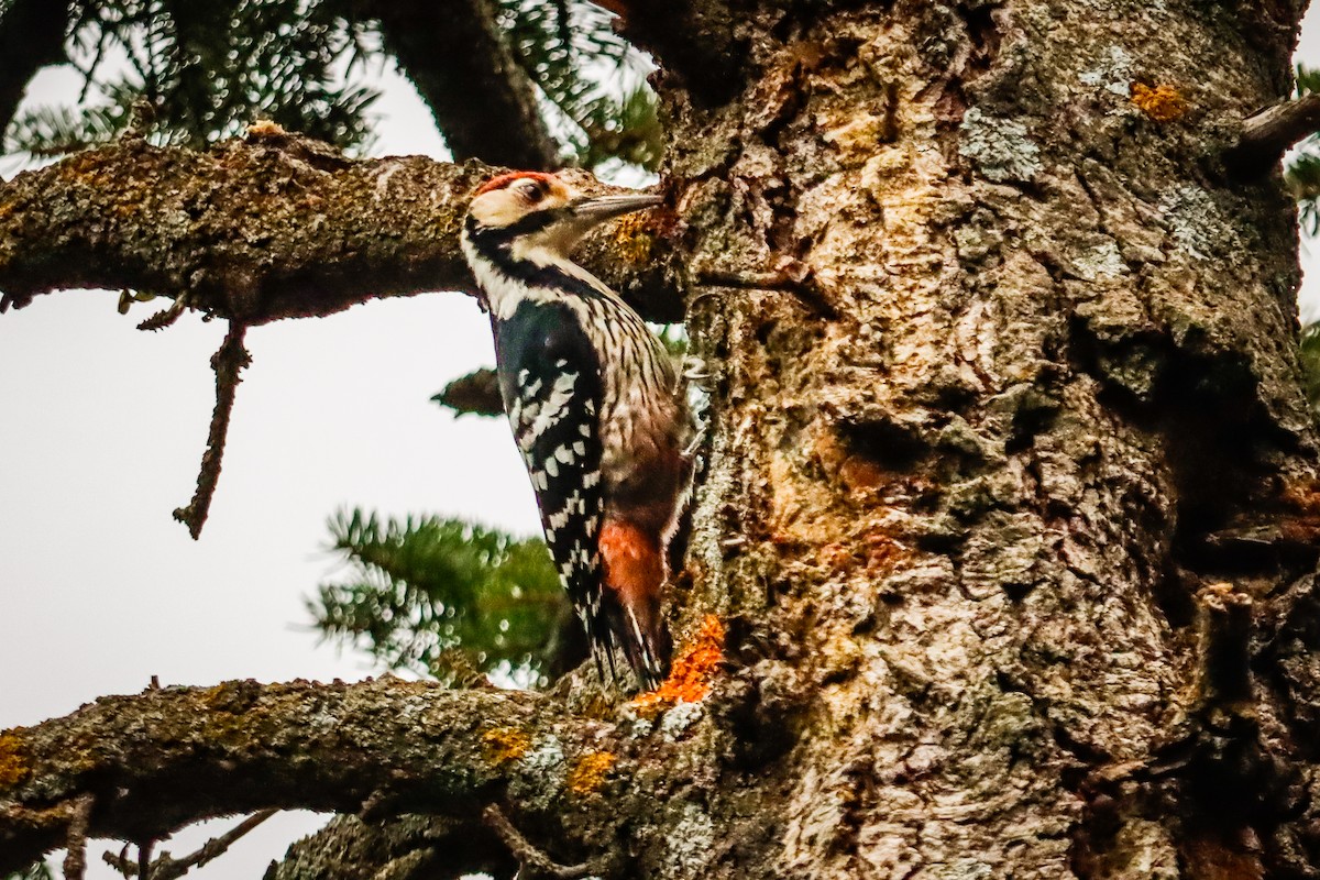 White-backed Woodpecker - ML647282021