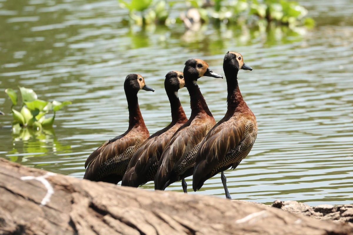 Белолицая древесная утка - ML647282022