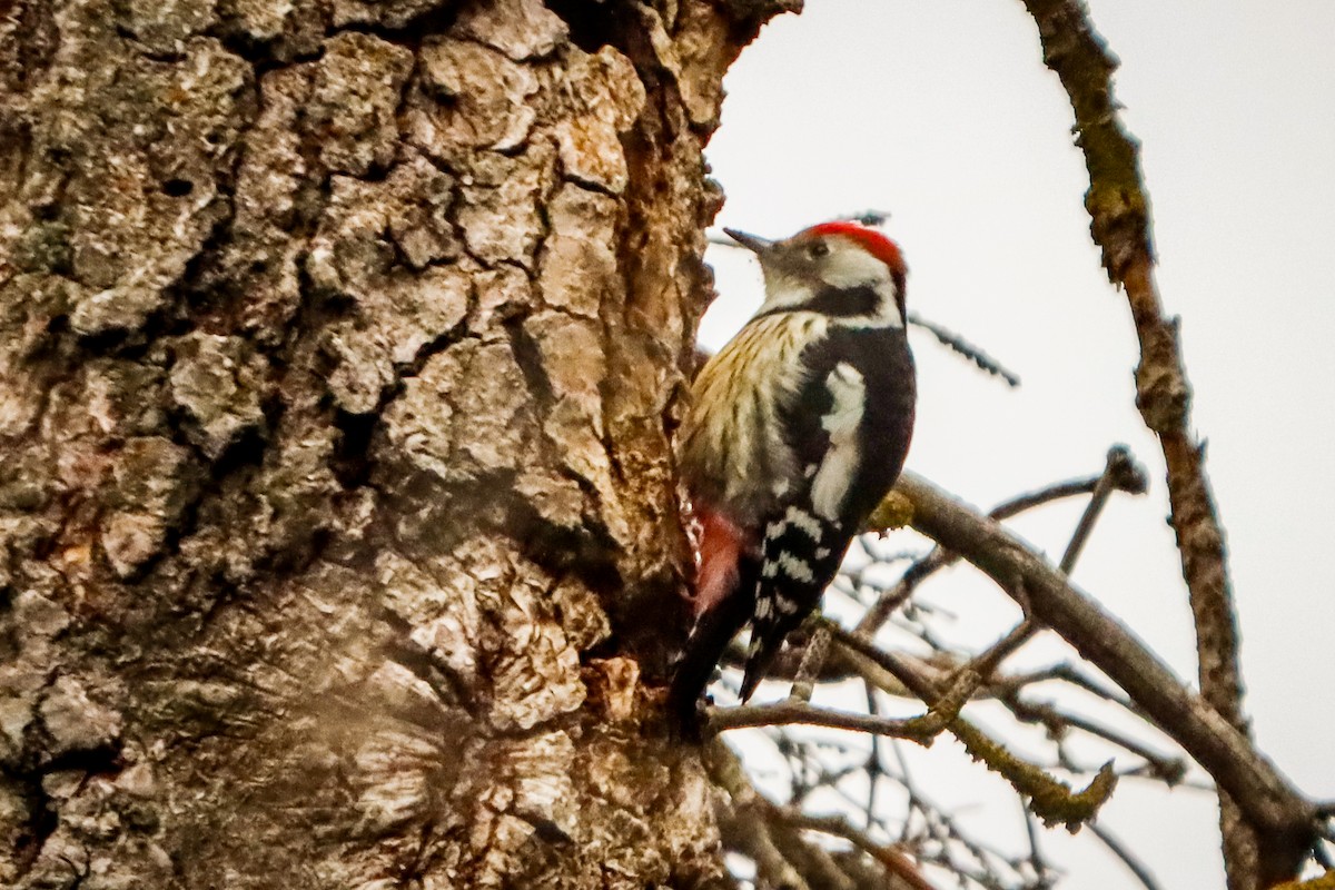 Middle Spotted Woodpecker - ML647282023