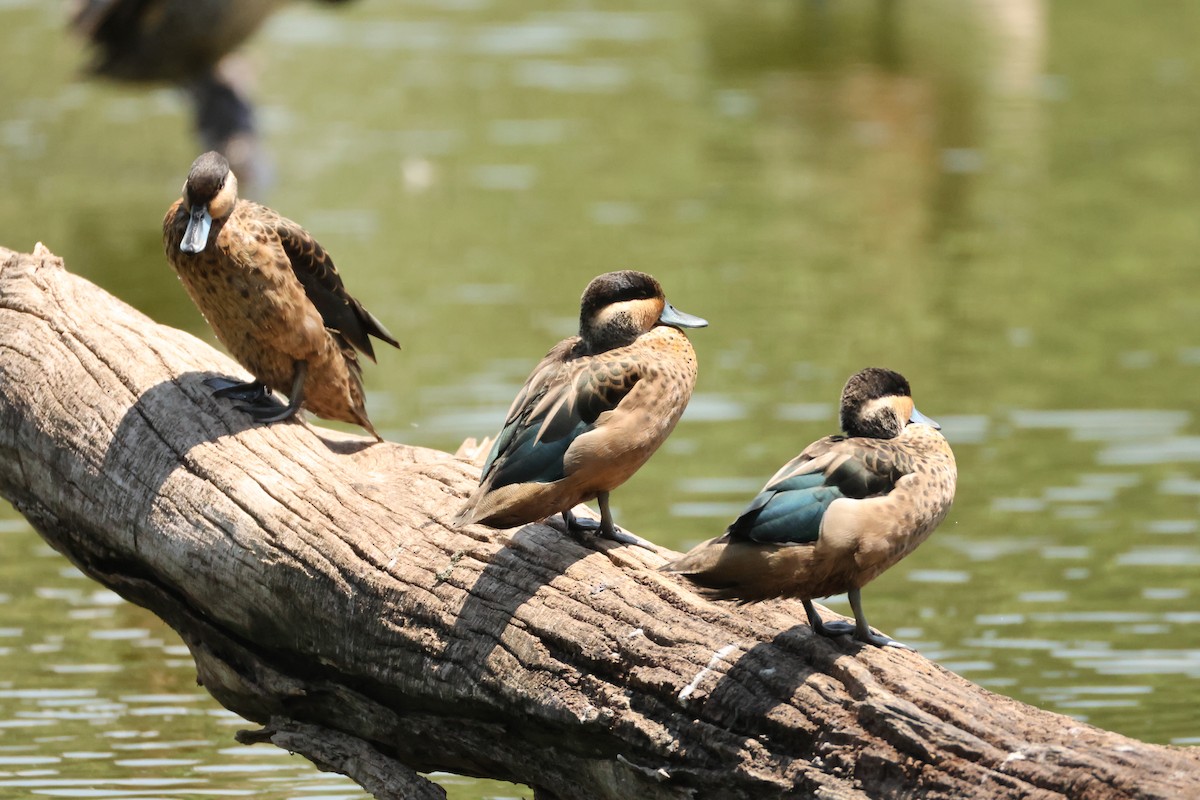 Пятнистый чирок - ML647282025