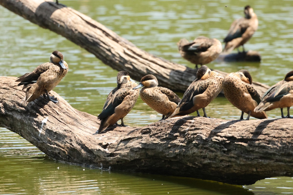 Пятнистый чирок - ML647282026