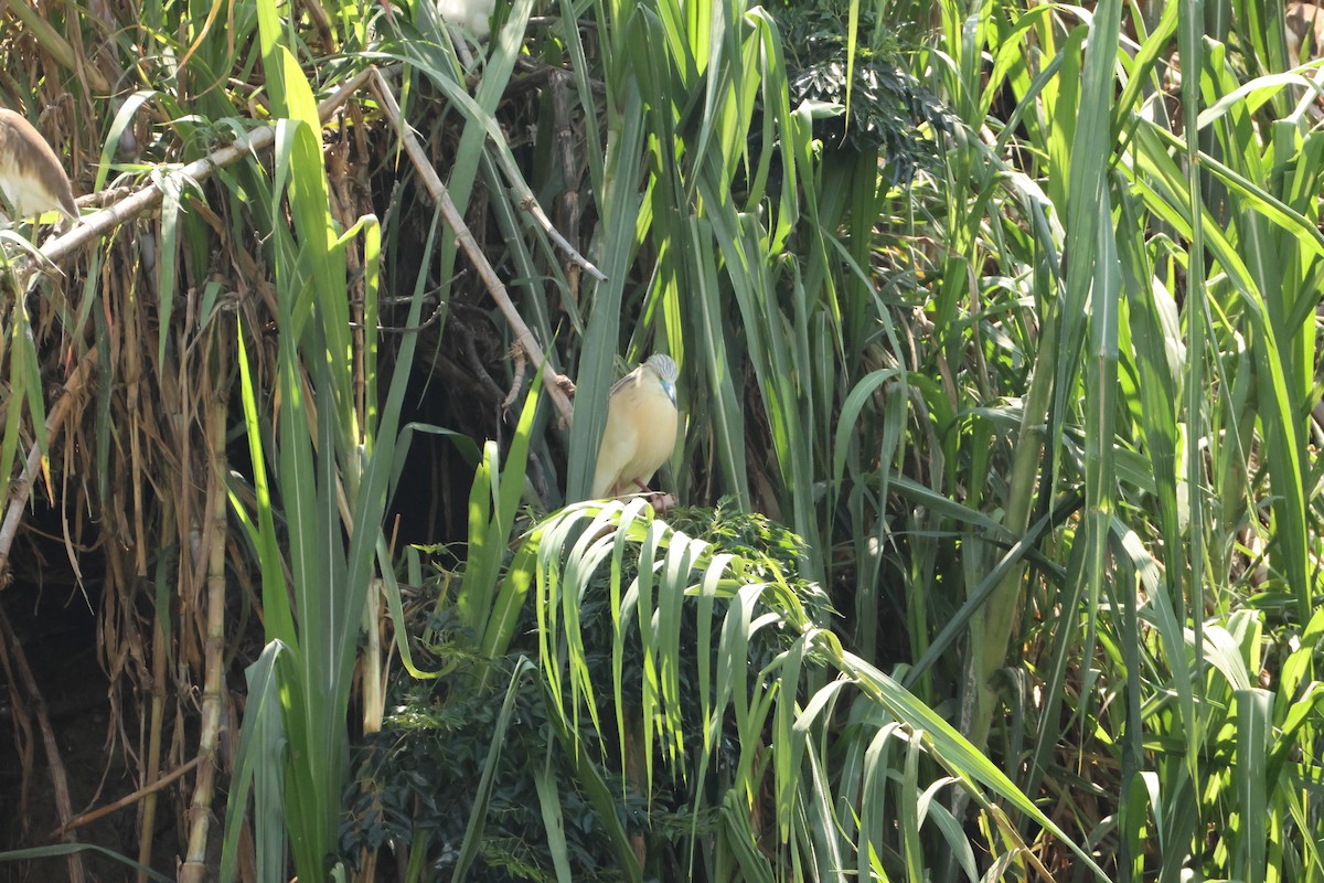 Мадагаскарская прудовая цапля - ML647282028