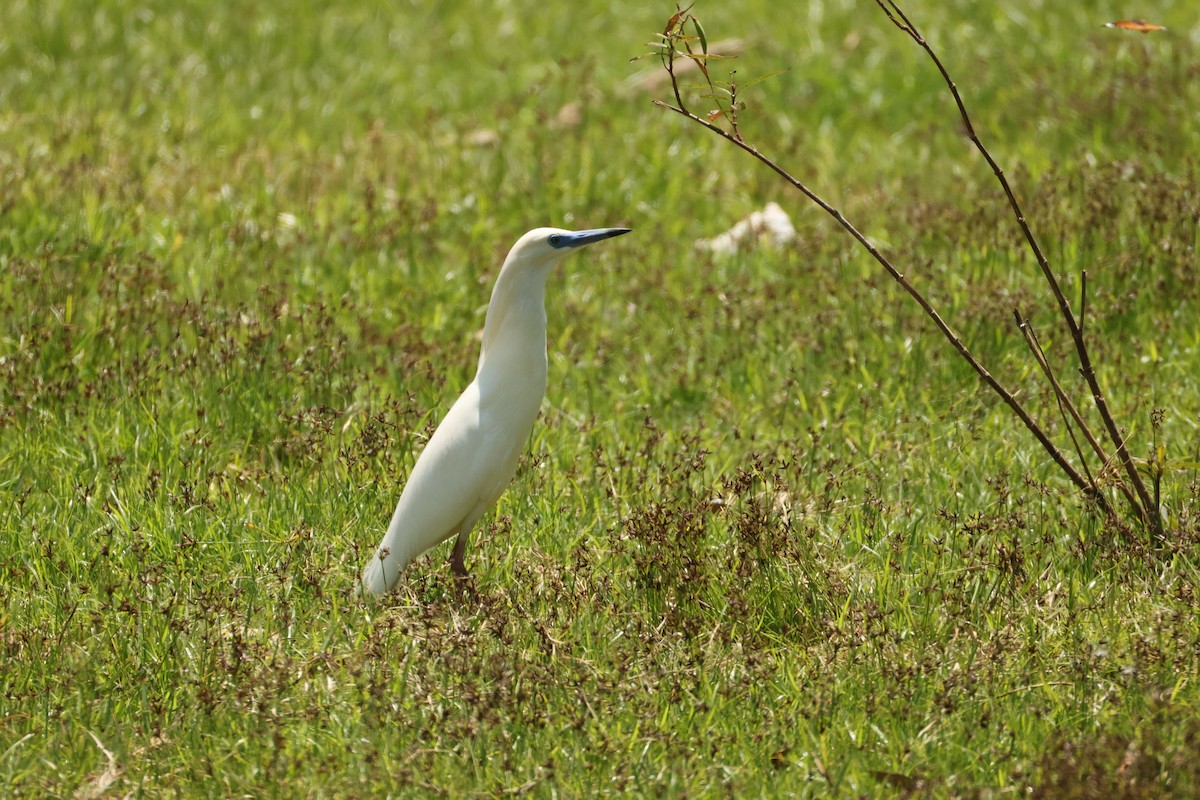 Мадагаскарская прудовая цапля - ML647282029