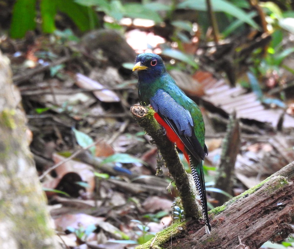 Collared Trogon - ML647282030
