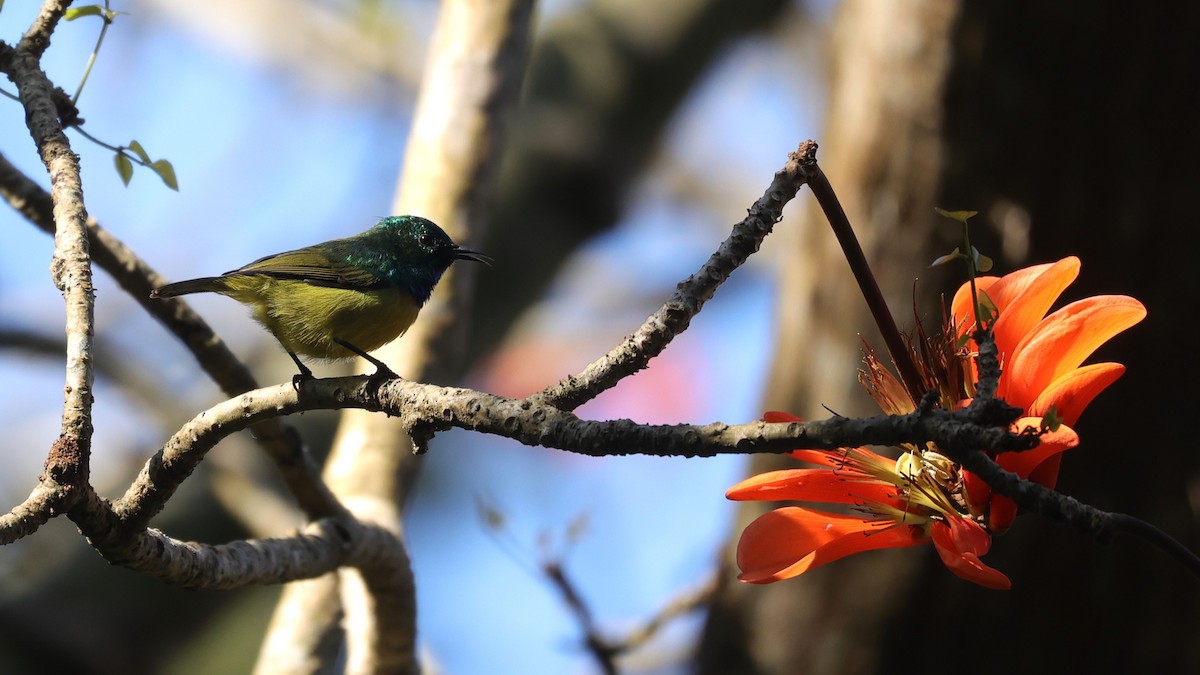 Collared Sunbird - ML647282032