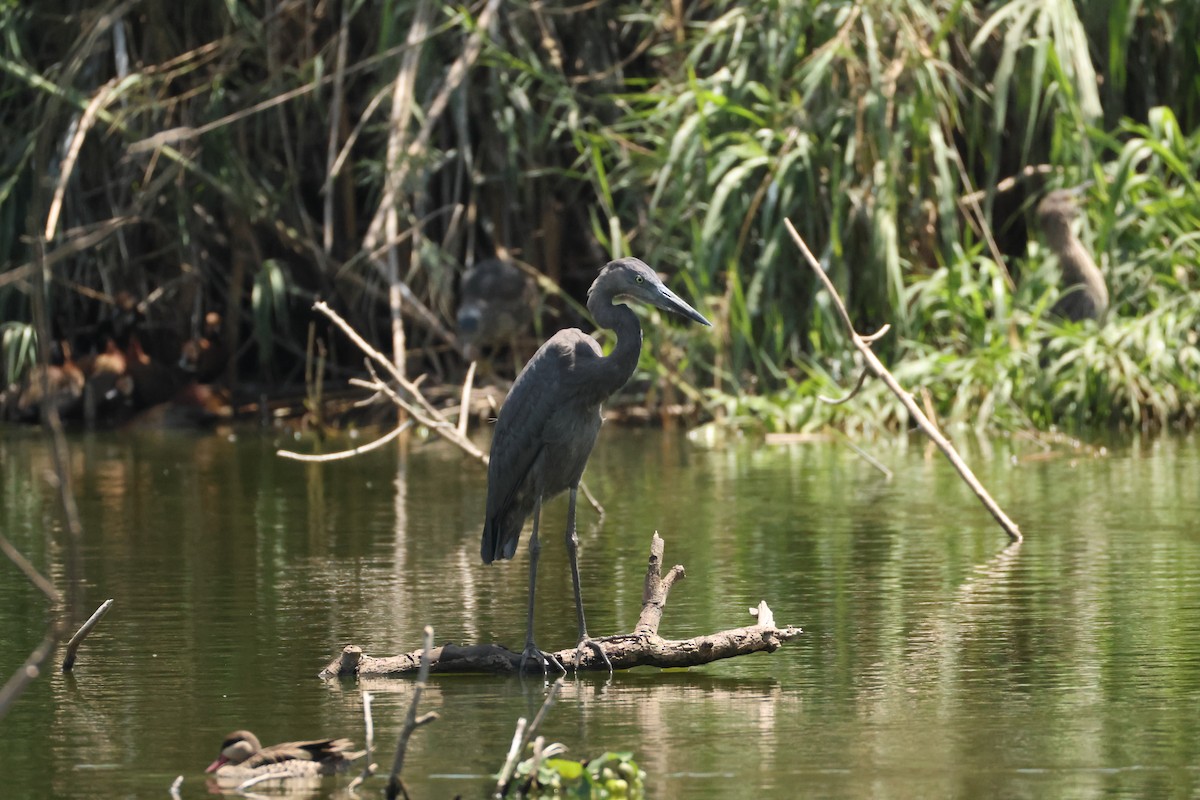 Мадагаскарская цапля - ML647282036
