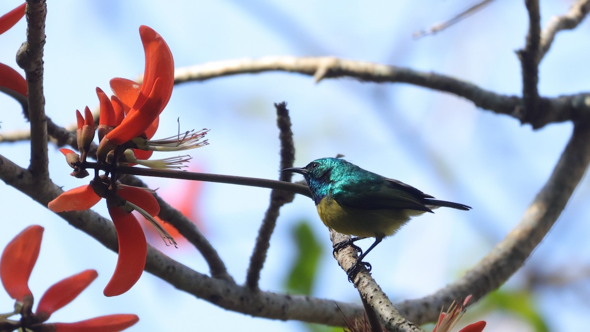 Collared Sunbird - ML647282039
