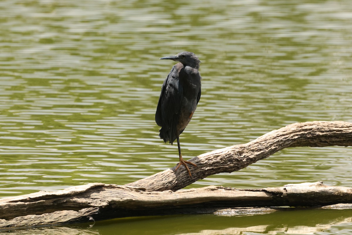 Black Heron - ML647282041