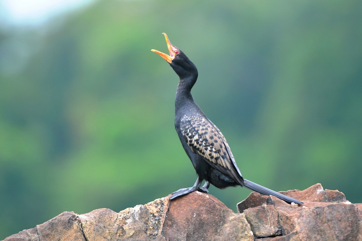 Reed Cormorant - ML647282045