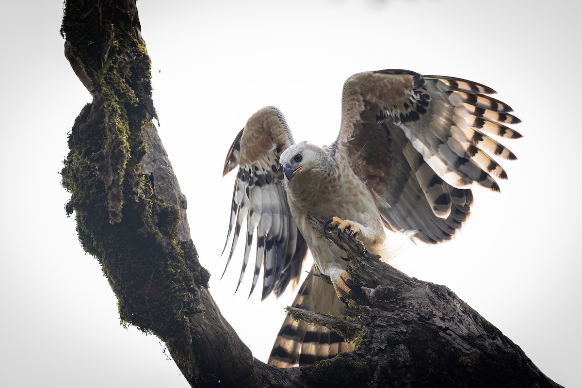 Crowned Eagle - ML647282046
