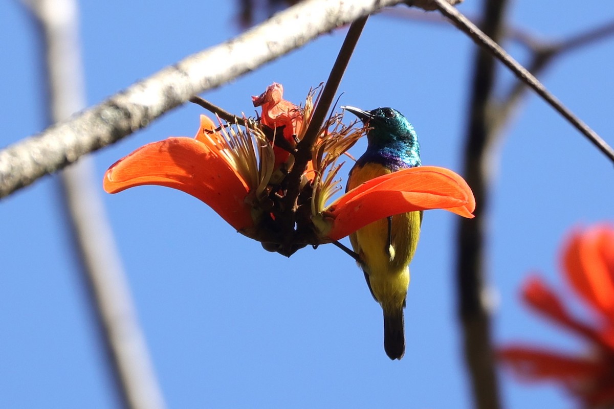 Collared Sunbird - ML647282047