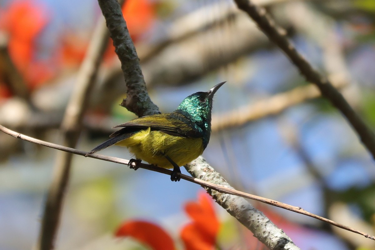 Collared Sunbird - ML647282048