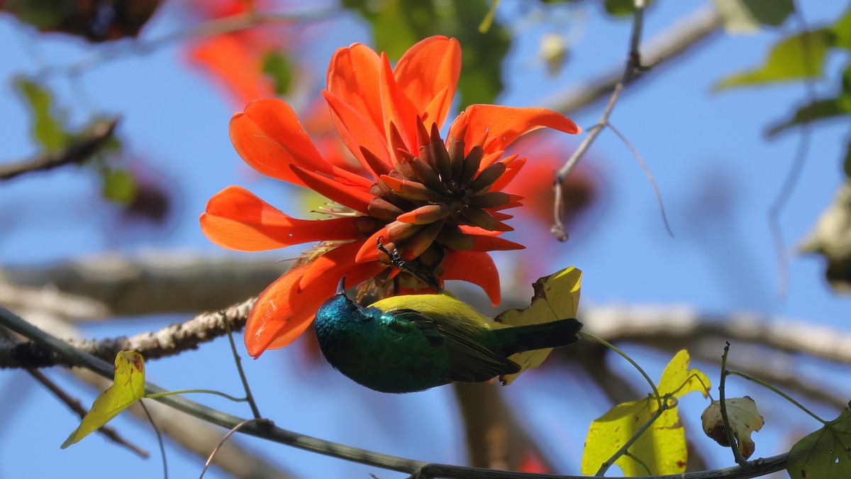 Collared Sunbird - ML647282049