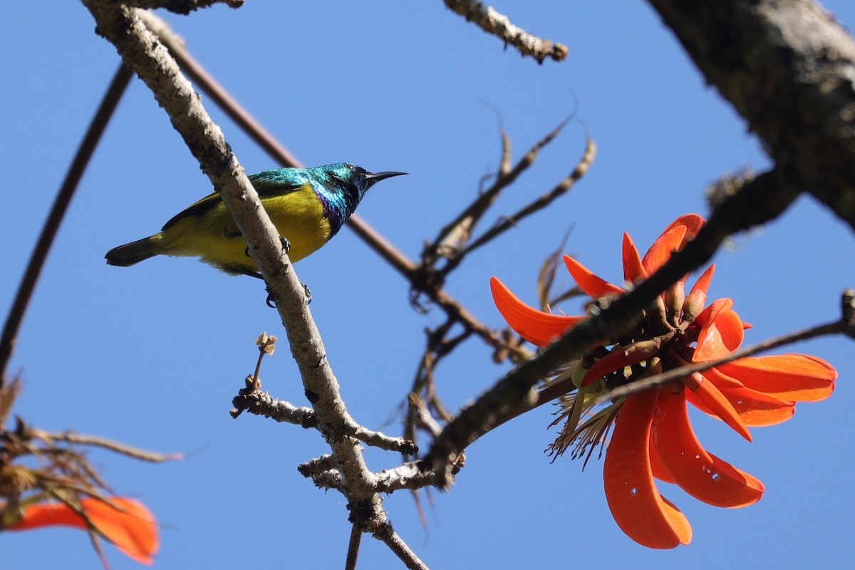 Collared Sunbird - ML647282050