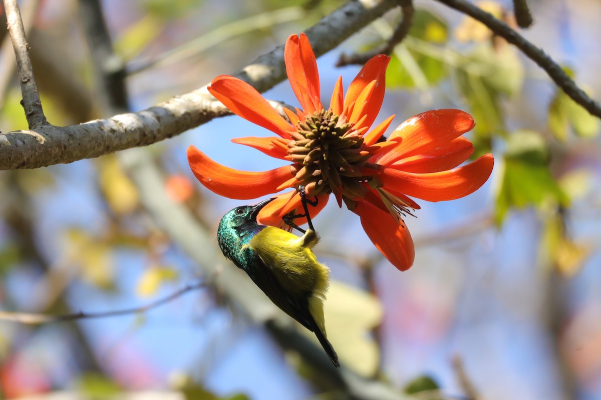 Collared Sunbird - ML647282051