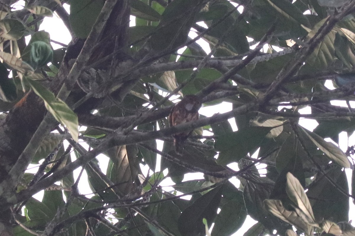 Red-chested Owlet - ML647282052