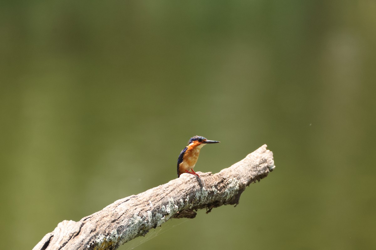 Malagasy Kingfisher - ML647282053