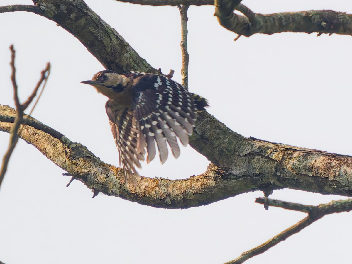 Fulvous-breasted Woodpecker - ML647282054