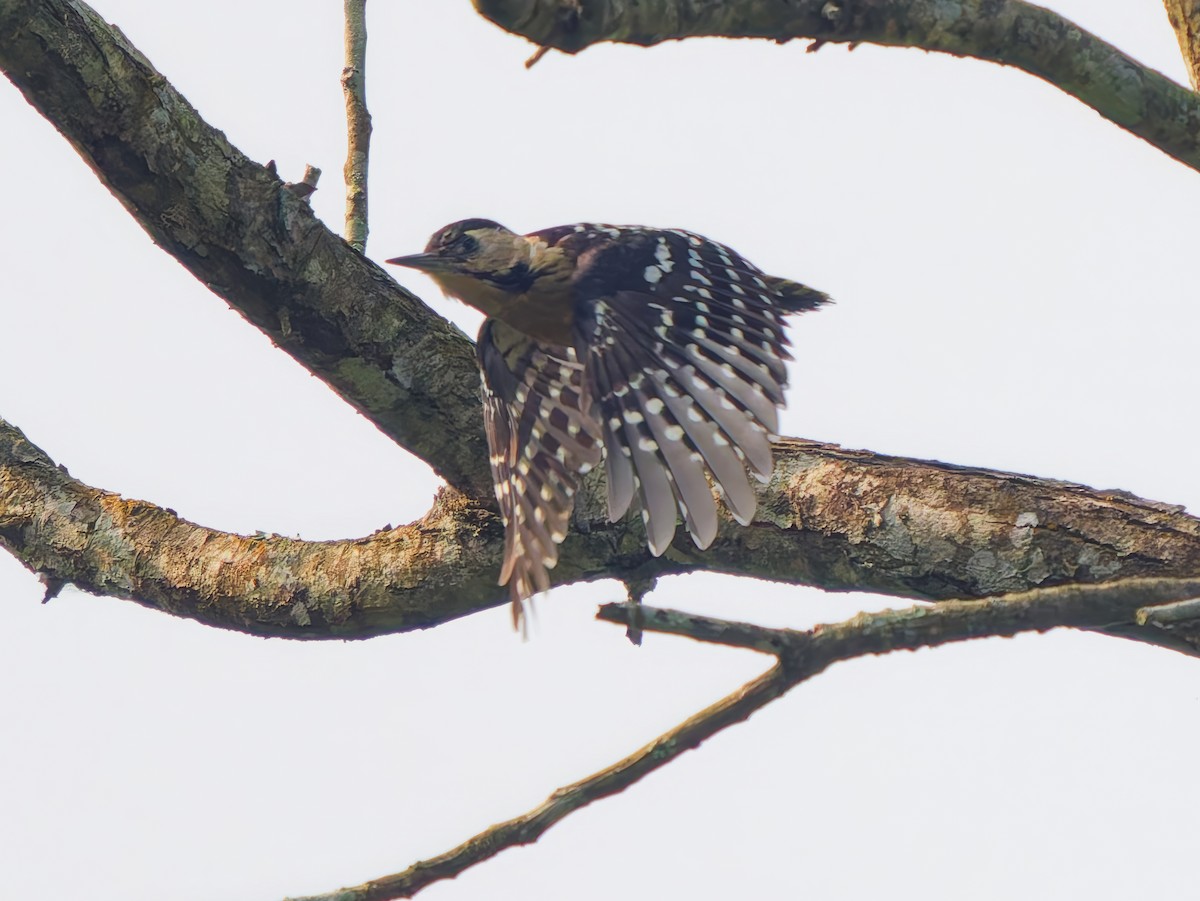 Fulvous-breasted Woodpecker - ML647282055
