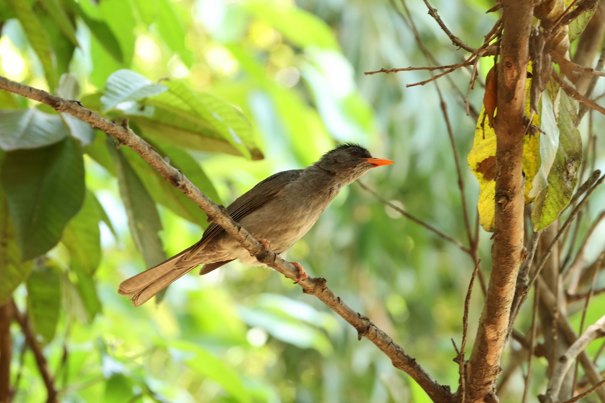 Malagasy Bulbul - ML647282056