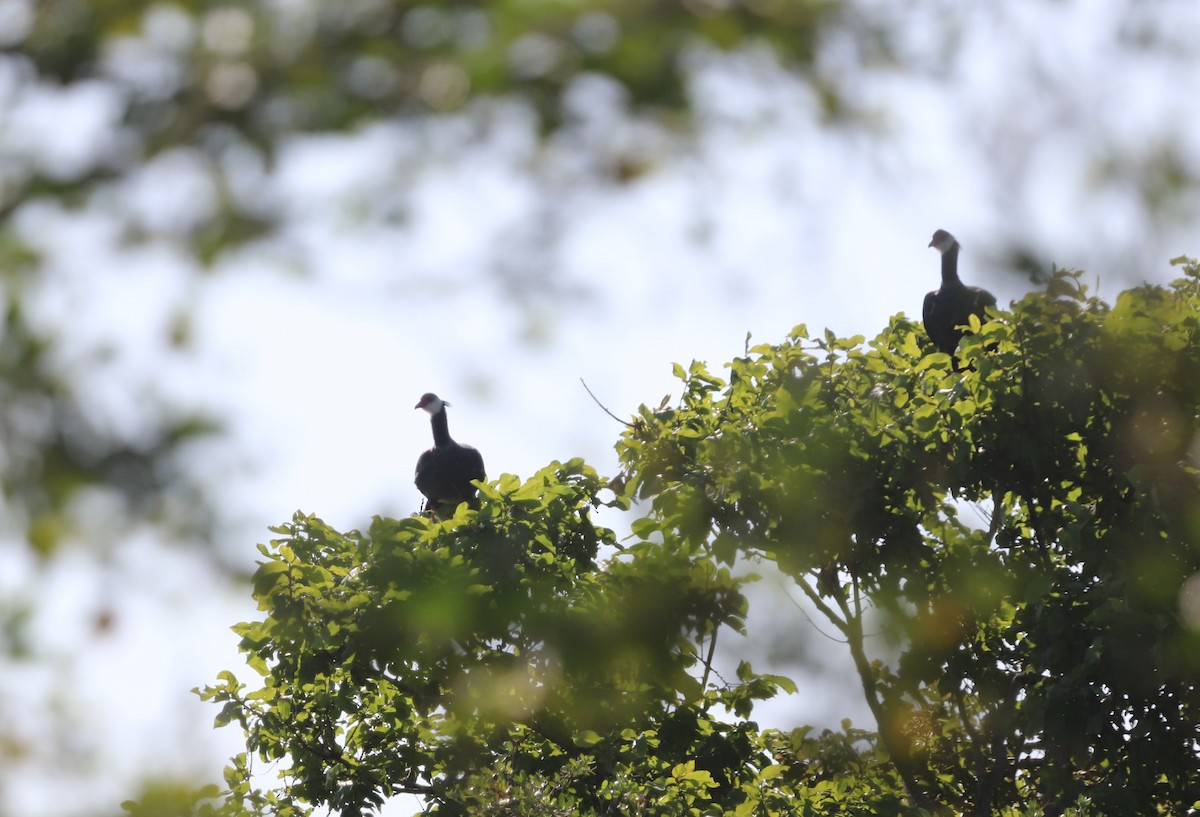 Northern Screamer - ML647282057