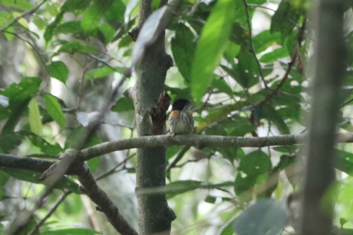 Rufous-sided Broadbill - ML647282059