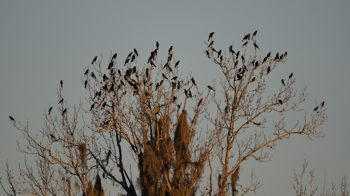 Common Grackle - ML647282060