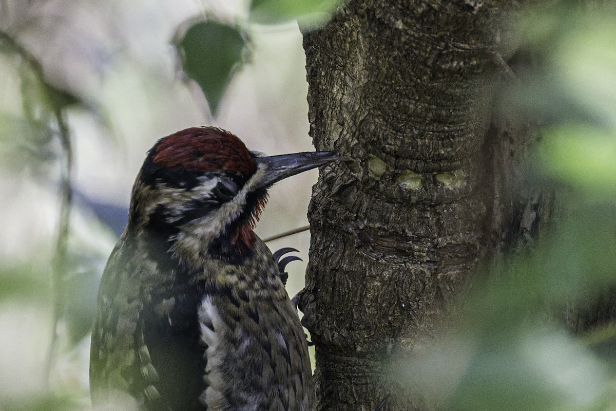 Yellow-bellied Sapsucker - ML647282061