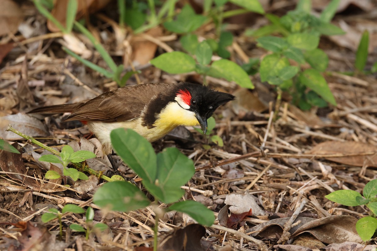 紅耳鵯 - ML647282062