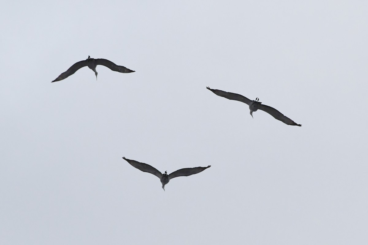 沙丘鶴 - ML647282063