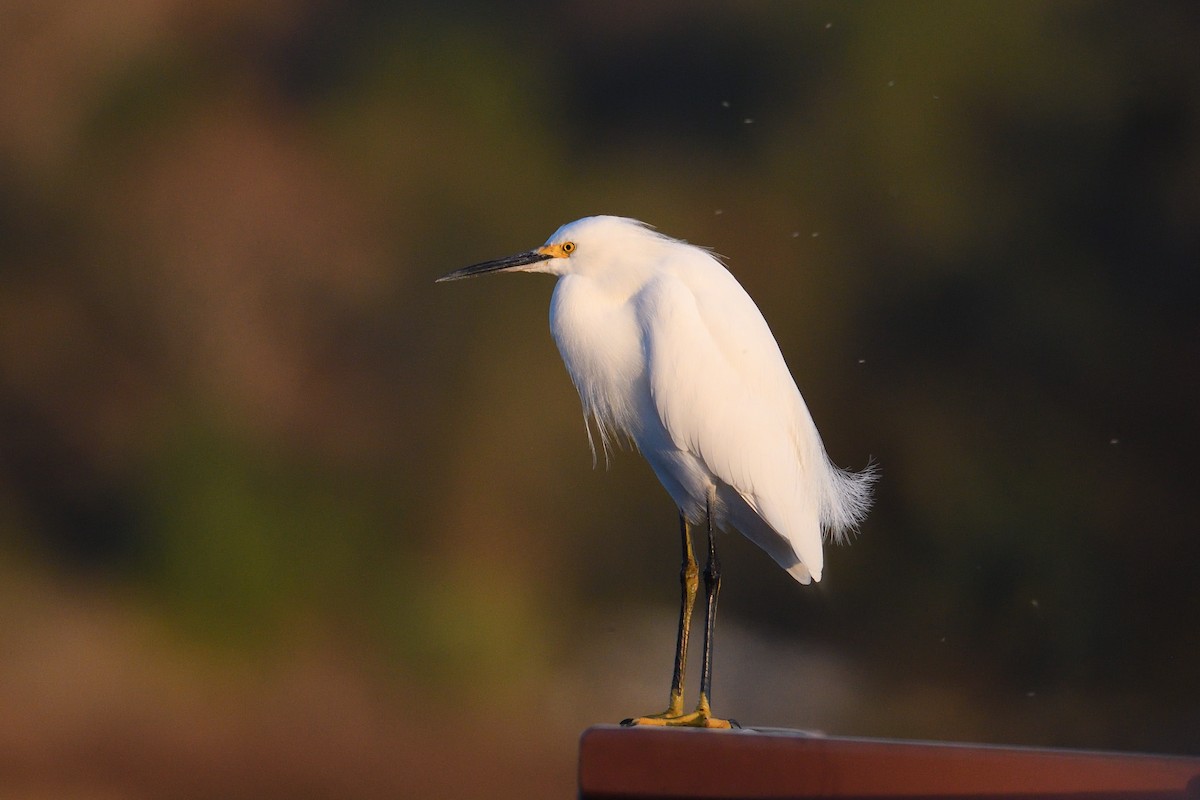 Snowy Egret - ML647282065