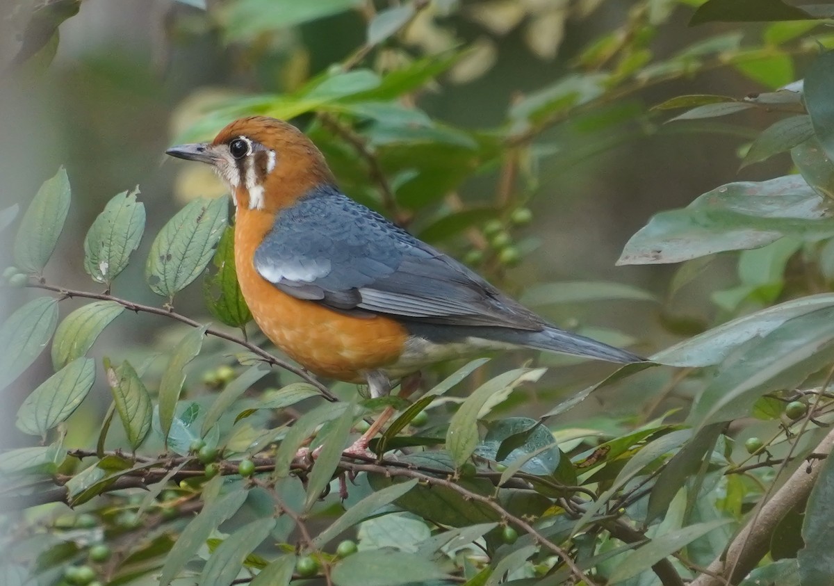 橙頭地鶇 - ML647282066