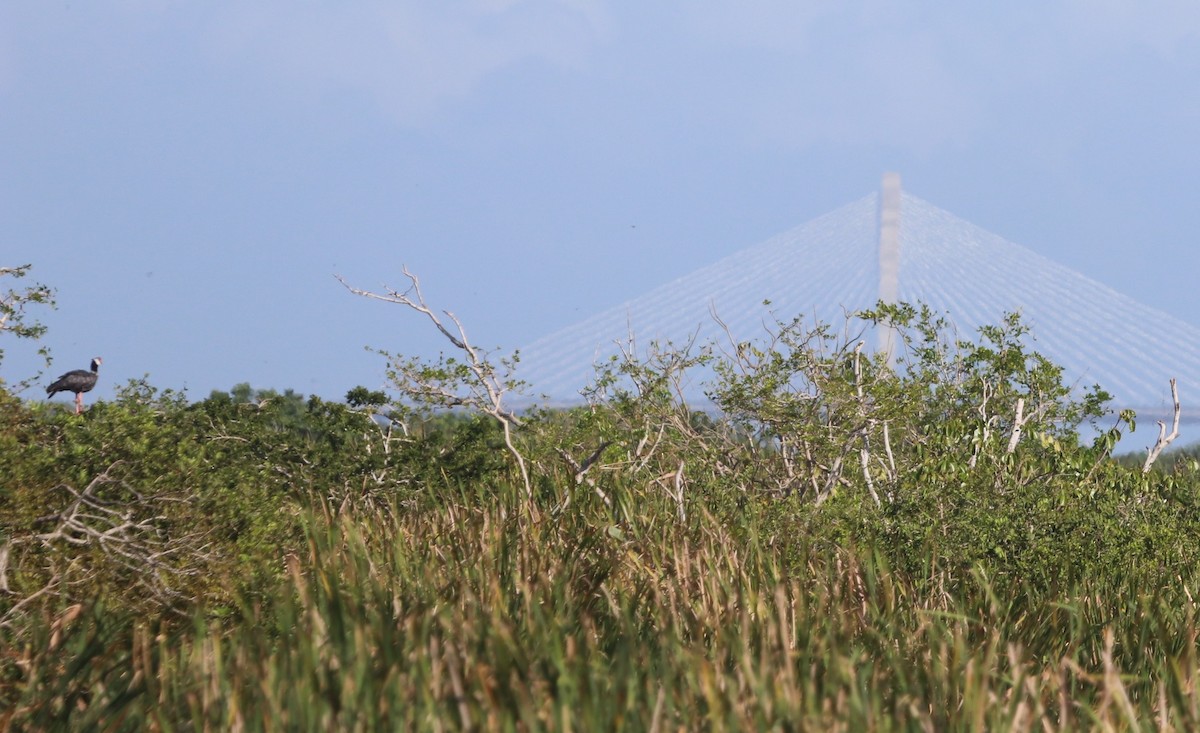 Northern Screamer - ML647282067