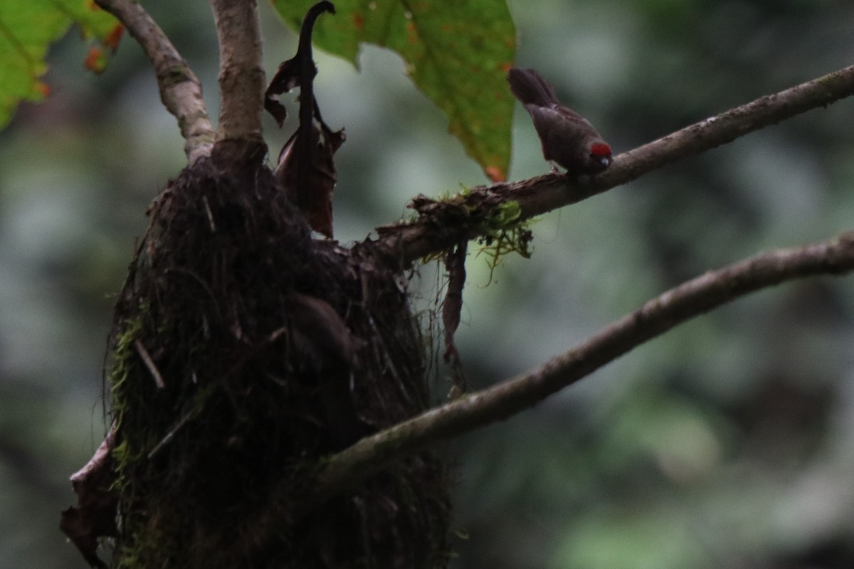 Red-fronted Antpecker - ML647282068