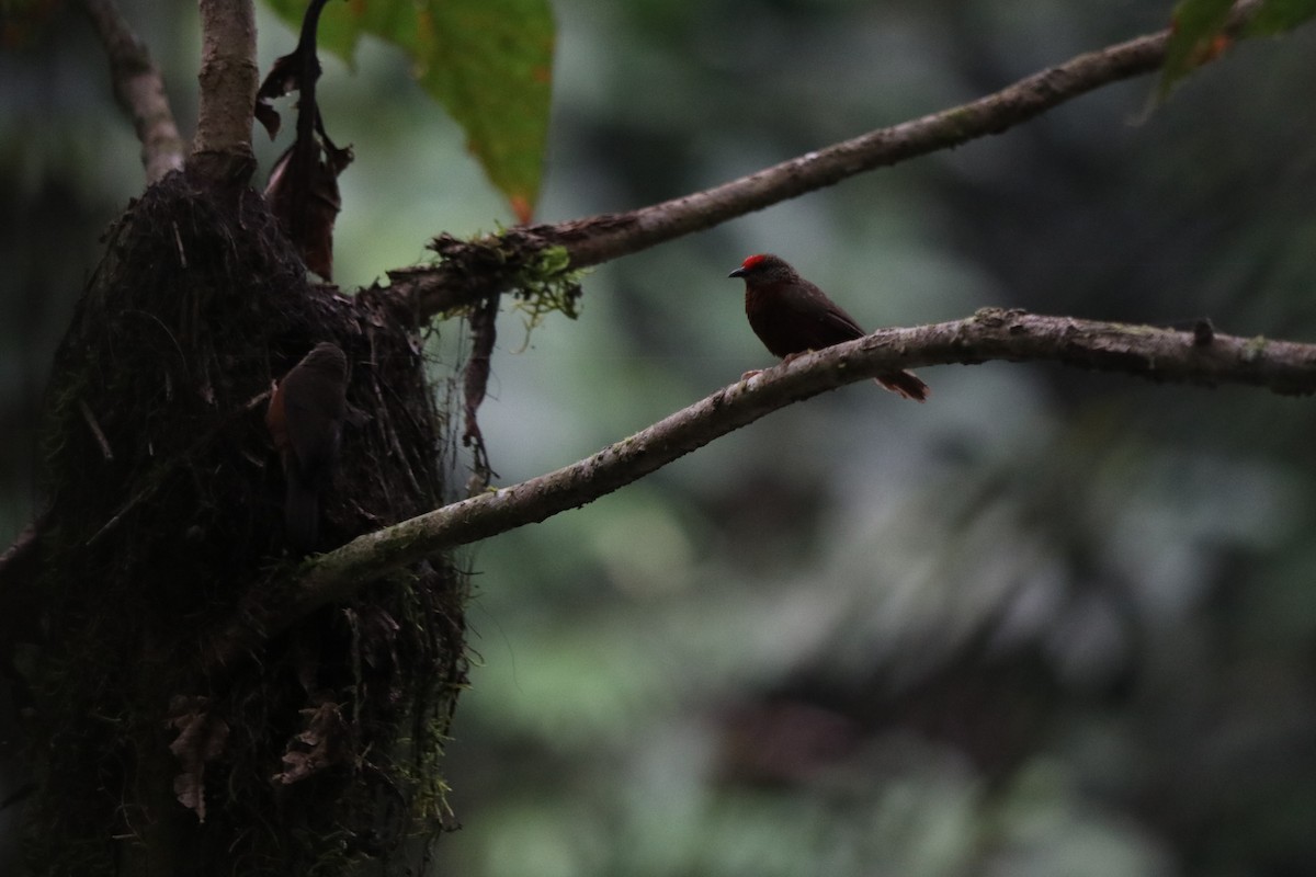 Red-fronted Antpecker - ML647282069
