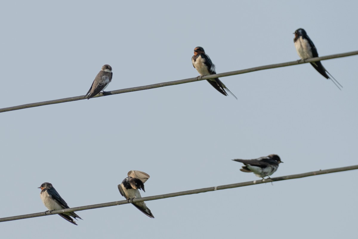 灰沙燕 - ML647282070