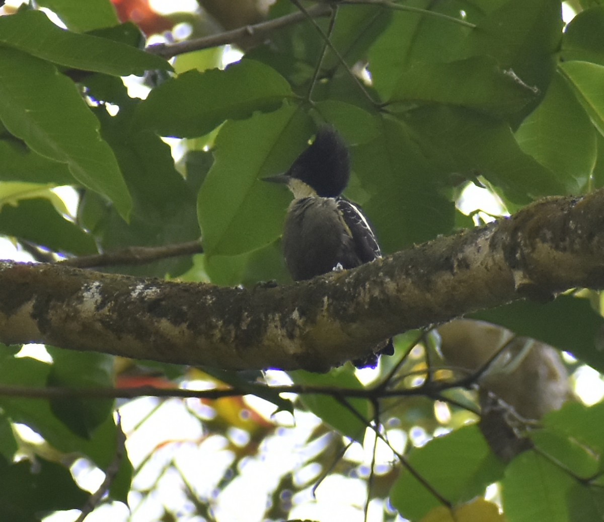 Heart-spotted Woodpecker - ML647282071