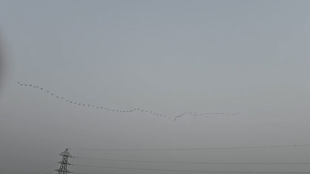 Каравайка - ML647282072