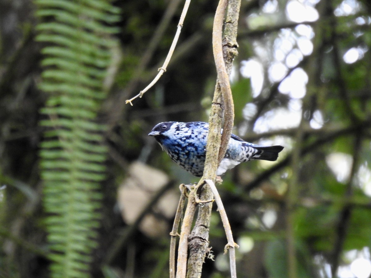 Beryl-spangled Tanager - ML647282074