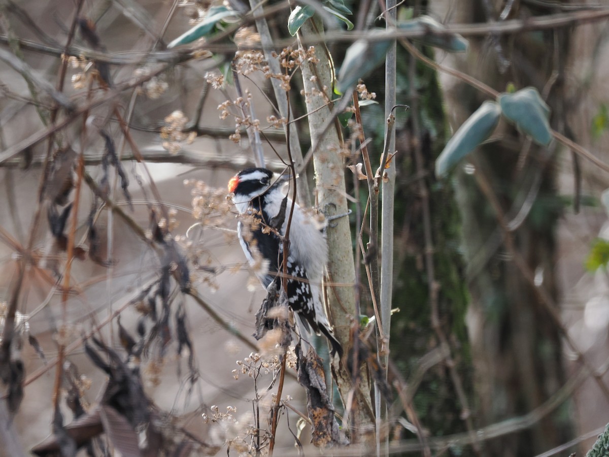 Downy Woodpecker - ML647282075
