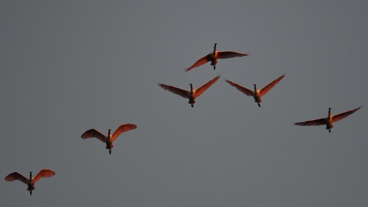 Roseate Spoonbill - ML647282076