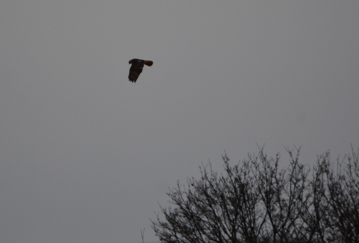 Red-tailed Hawk - ML647282077