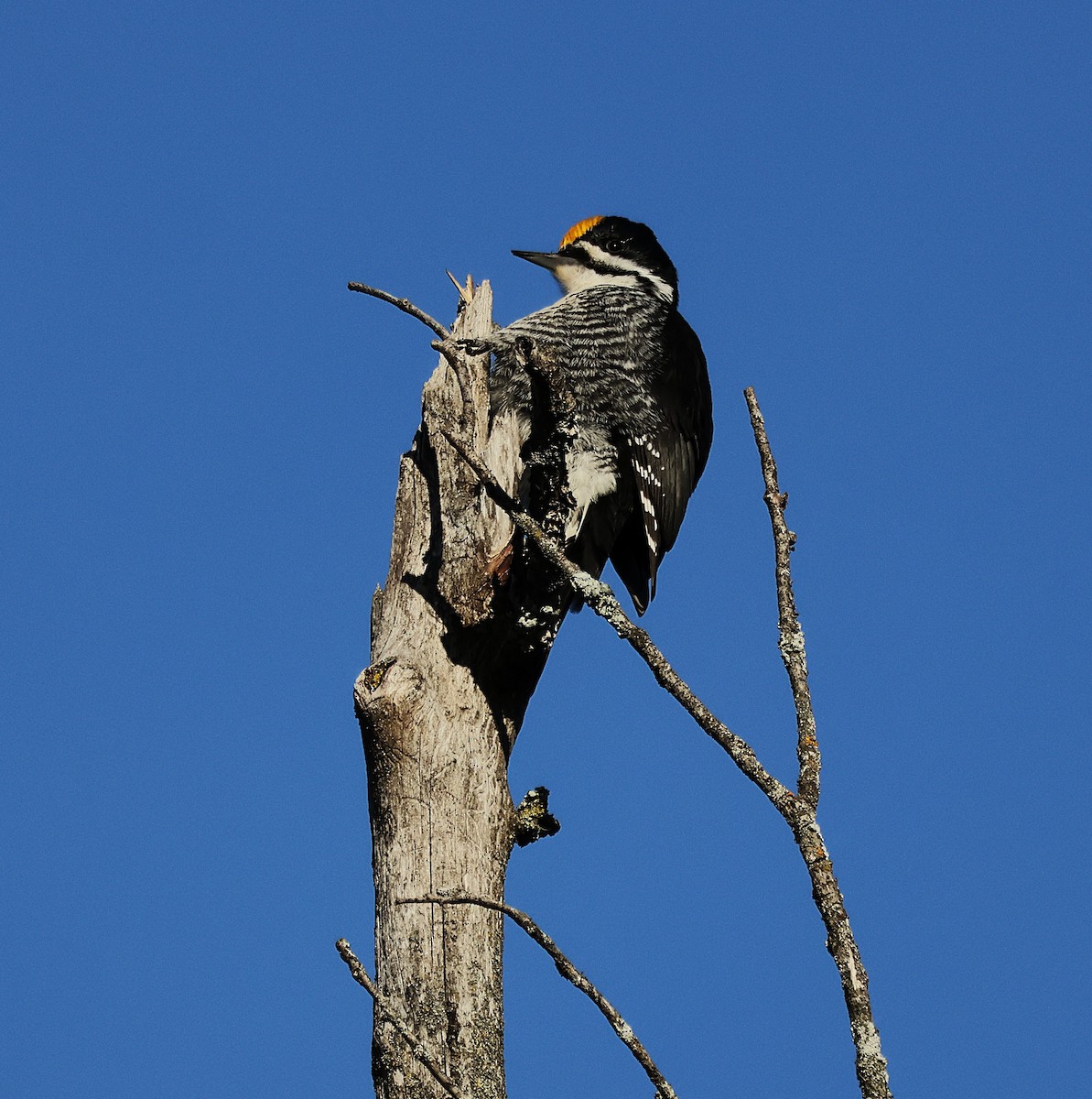 Black-backed Woodpecker - ML647282080