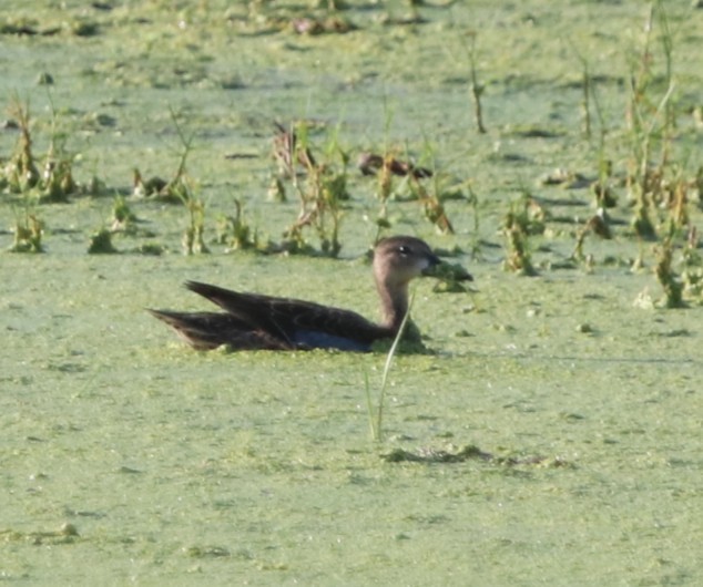 čírka modrokřídlá - ML647282089