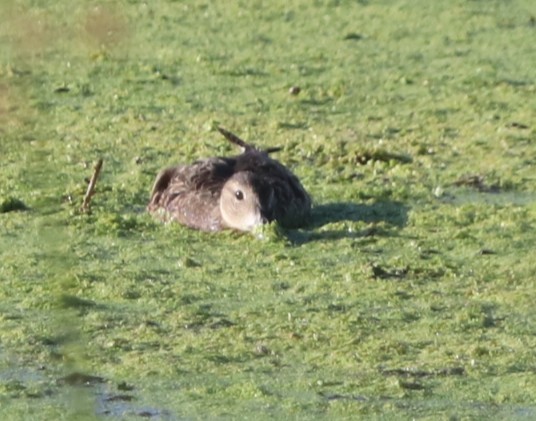 čírka modrokřídlá - ML647282090