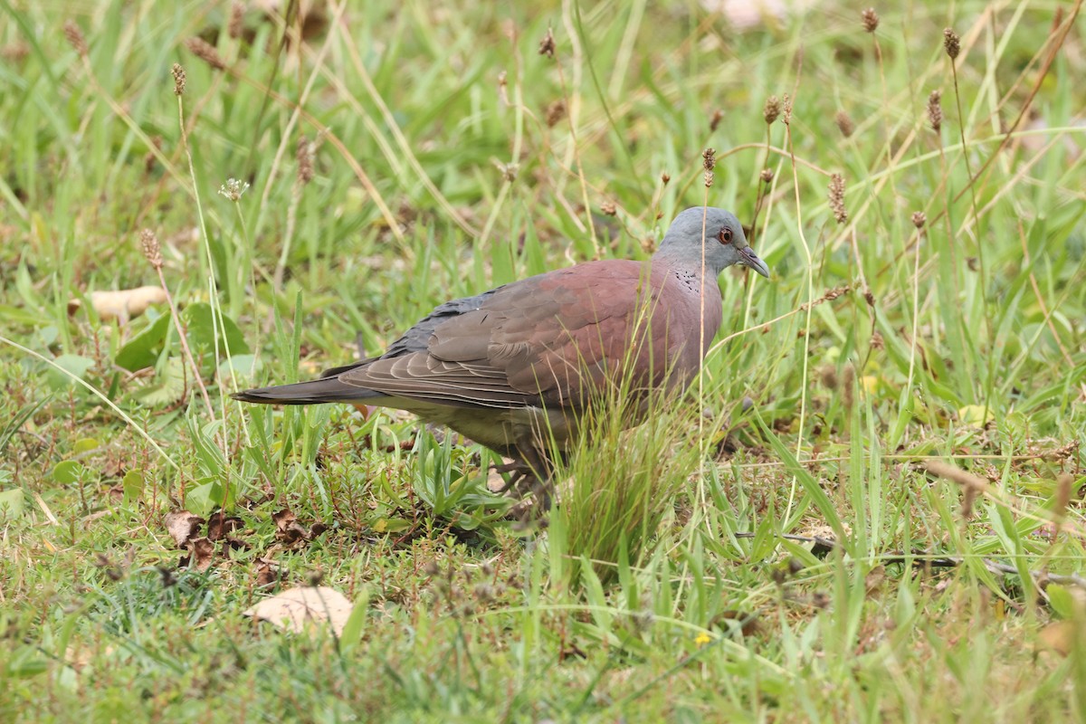 Мадагаскарский голубь - ML647282102