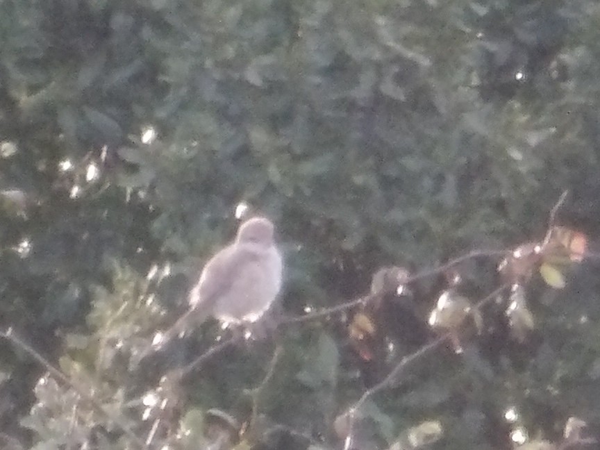 Рыжехвостый жулан - ML647282105